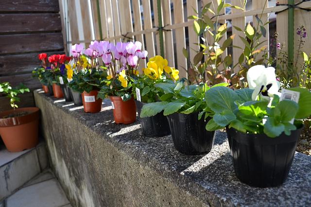 シクラメン•パンジー