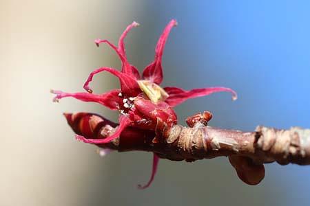 イソギンチャクのような花「マルバノキ」