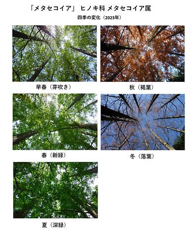 メタセコイアの四季