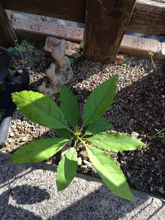 アボカドその後