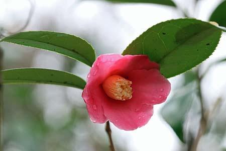 茶道の世界で珍重された、椿・雛と白侘助