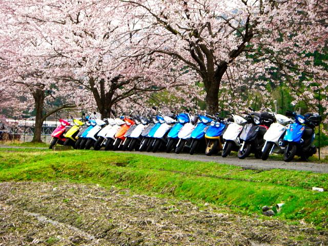 朽木桜花見ツーリング