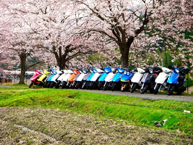 朽木桜花見ツーリング