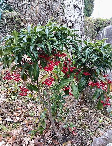 マンリョウ成実中