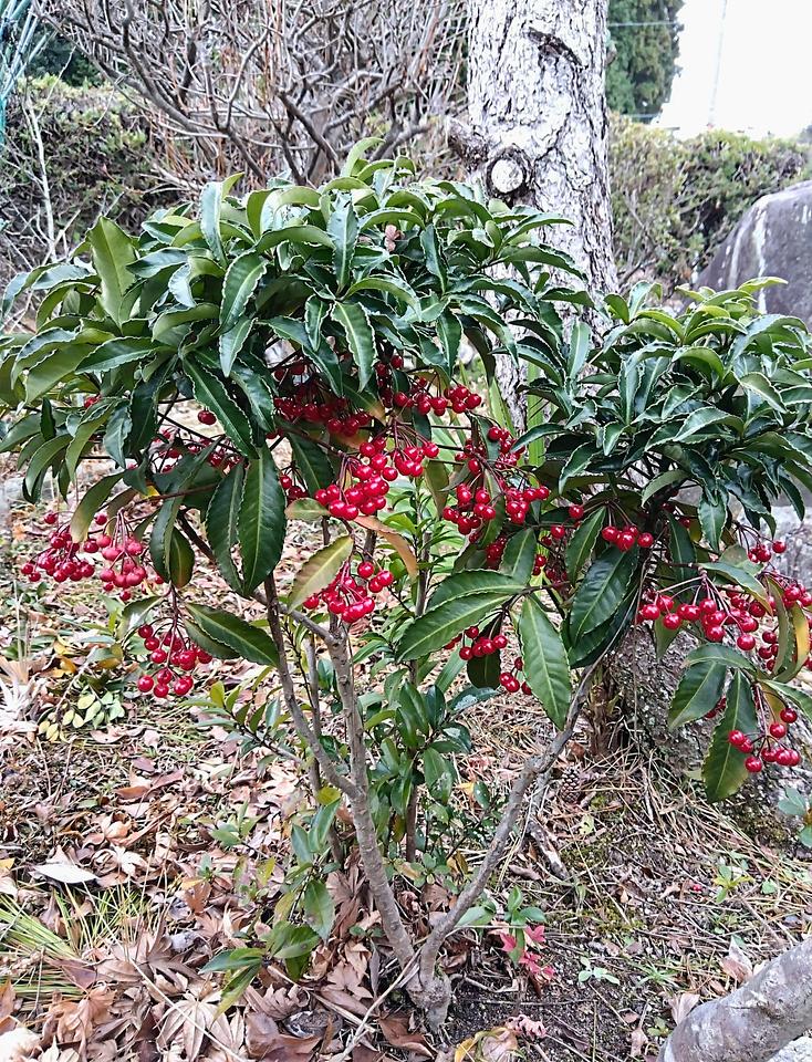 マンリョウ成実中