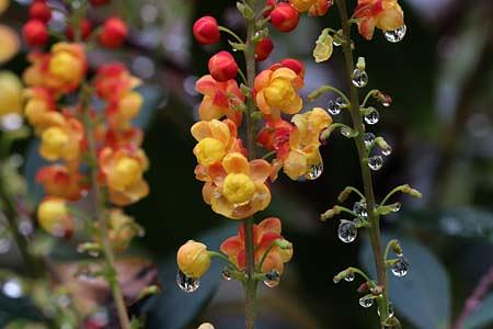 冬期に黄色い花を咲かせる「マホニア」