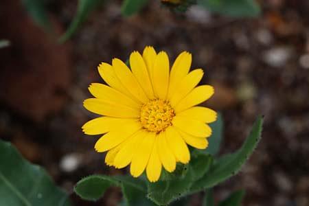 冬に咲く、嬉しいキク科の花