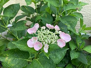 ドビュッシー「雨の庭」を弾く