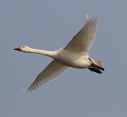 ◆安来の白鳥2025