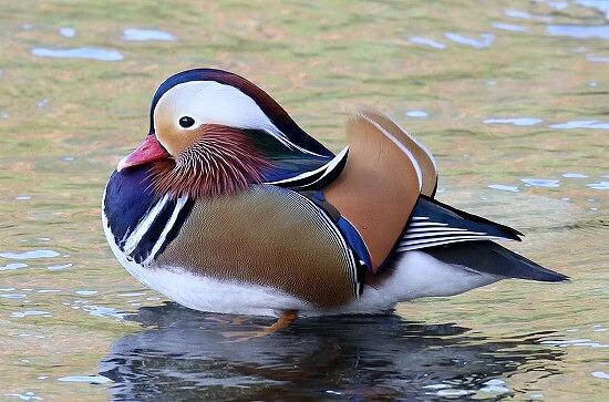 ◆オシドリ24－25