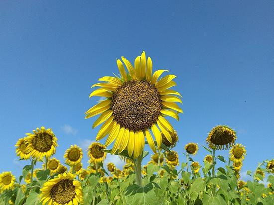 ◆『ひまわり』満開