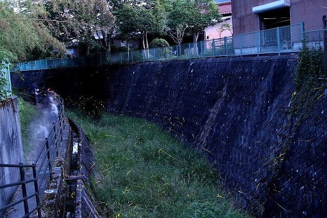 ◆『金田川のホタル』2024