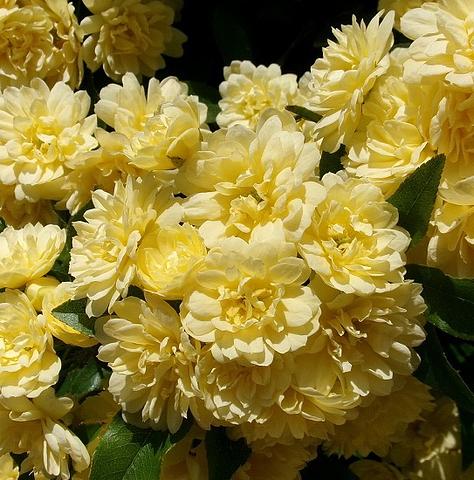 ◆モッコウバラ2024