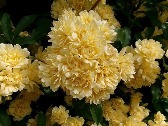 ◆モッコウバラ2023