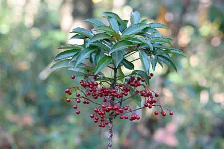 お正月の縁起植物の赤い実