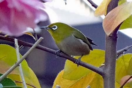 穏やかなお正月風景