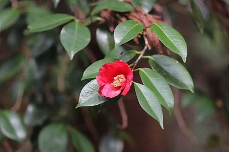 ヤブツバキの帯化現象？