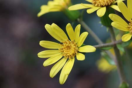 この時期に見られる花と果実