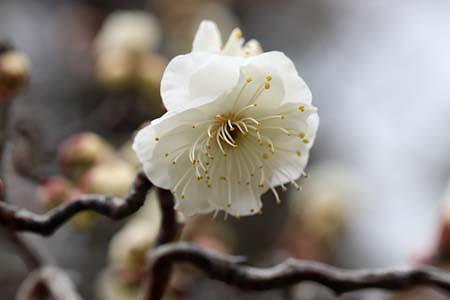 梅・香篆と蝋梅！