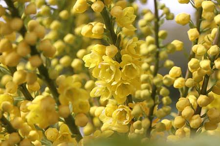 この時期に嬉しい花、マホニアとイチゴノキ