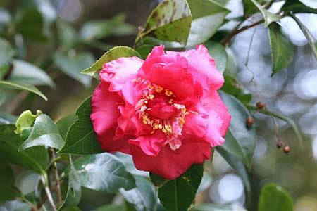 豪華系の椿の花？