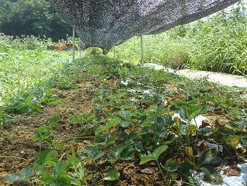 イチゴの苗植え