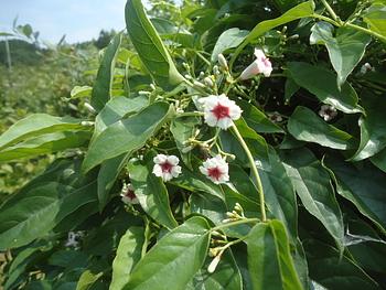 岡村本家でジャズの贅沢な時間でした。