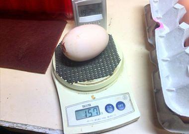 １５７グラムの巨大卵、卵の中に卵が！