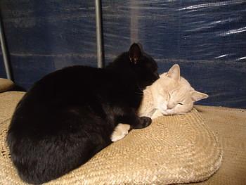 仲のいい猫たち