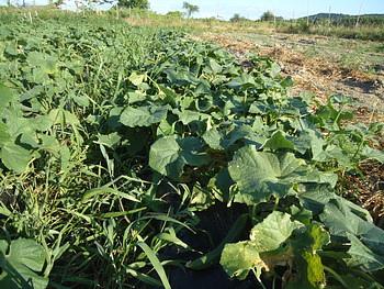 夏野菜の収穫です