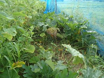 猪がズッキーニ畑に！猪被害と浜大津こだわり朝市