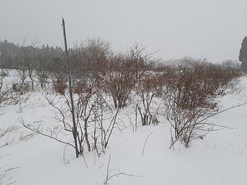 ２０２５年２月の販売予定