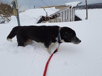 ２０２２年元日の農園です