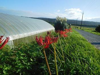 快晴の朽木朝市と敬老の日でした