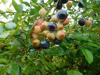 長い雨でした。雨の中の農園です。