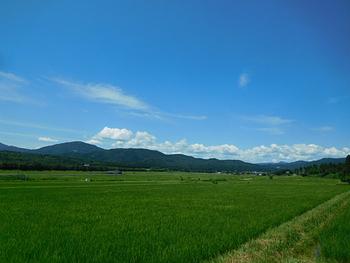 ７月２４日のブルーベリー園