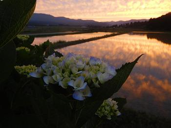 夕焼けのきれいな日にジュンが旅立ちました