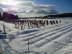 高島も長浜もまたまた大雪