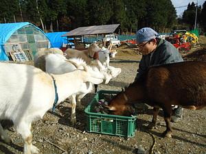 大根と山羊と羊