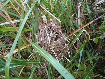 カヤネズミの巣