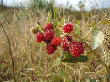 ラズベリーとブルーベリー