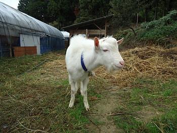 山羊のお婿さんバニラくんが来ました！
