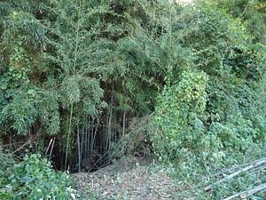 竹の伐採体験は１０月１１日（月・祝）に延期します。