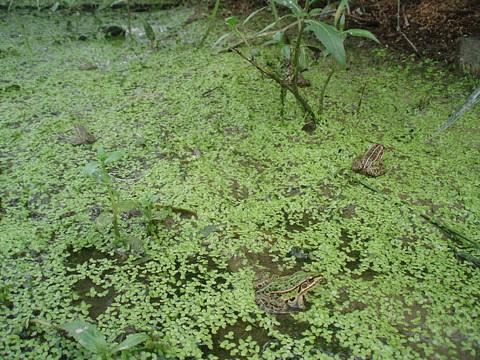 トノサマカエルいっぱい