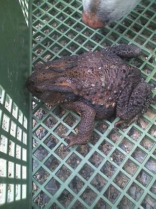 ヒキガエルが出てきたよ