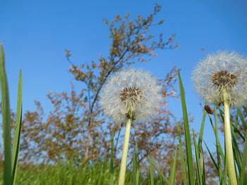 ブルーベリー園の住人たち