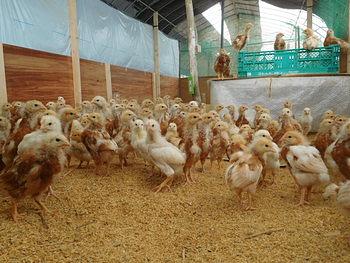 ゴトウもみじ２３代のヒナが２か月齢になりました