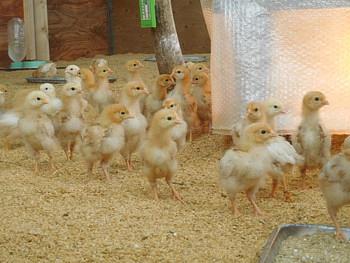 １１月１５日のゴトウもみじ２３代