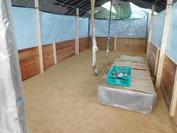 ゴトウもみじ２３代のヒナたちが来ました