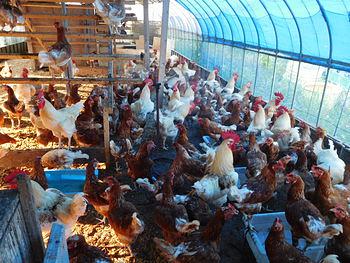 ７月１５日の農園